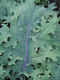 Red Kale