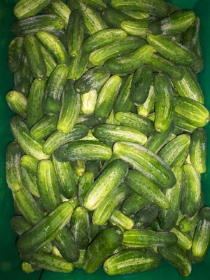 Pickling Cucumbers