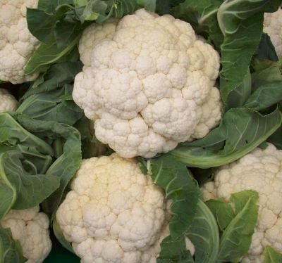 an image from the blogpost Cauliflower, Bok Choy, and Thanksgiving Week