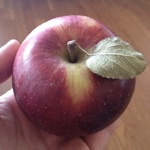 Boston Organics Empire Apple
