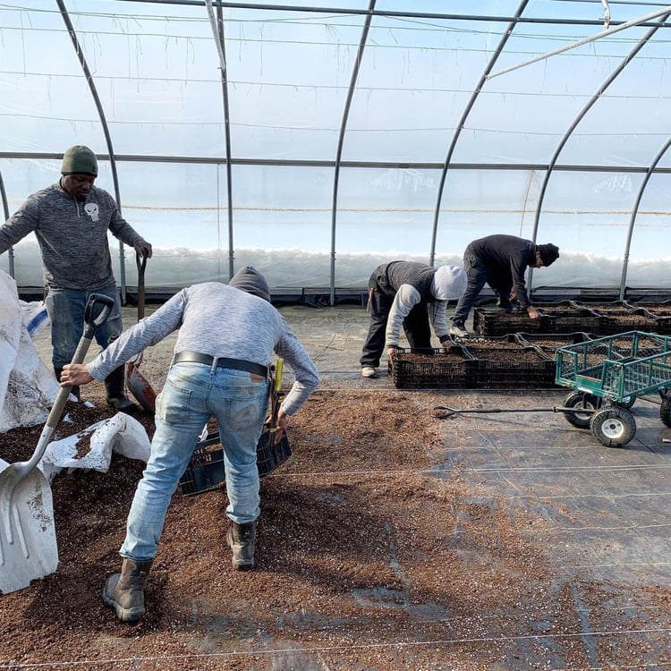 atlas_farm_mar_2020_newsletter_greenhouse