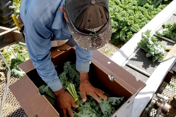 atlas_farm_newsletter_harvest_green_kale_600px