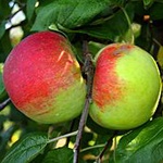 Cortland Apple (c) Wikimedia Commons | Glysiak