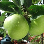 Granny Smith Apple (c) Wikimedia Commons