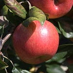 Honeycrisp Apple (c) Wikimedia Commons | Mickey Moose