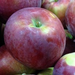 Boston Organics McIntosh Apple 