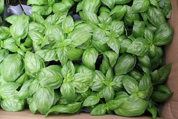 Potted_basil-1000px