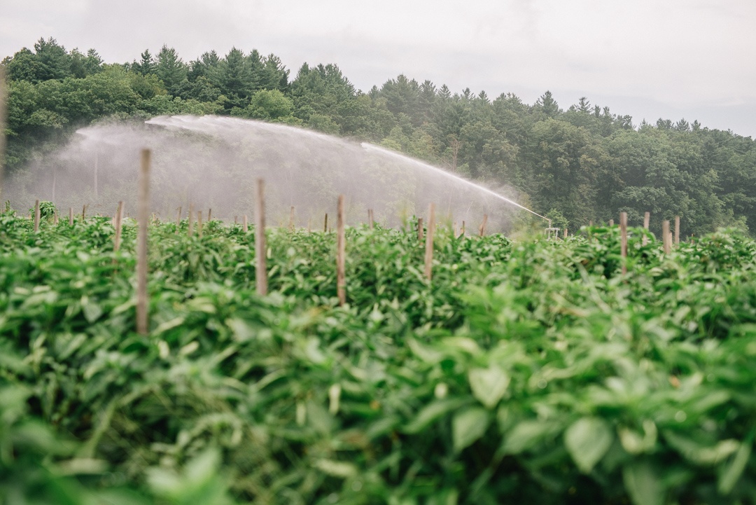 Boston Organics - A Sprinkler at Atlas Farm