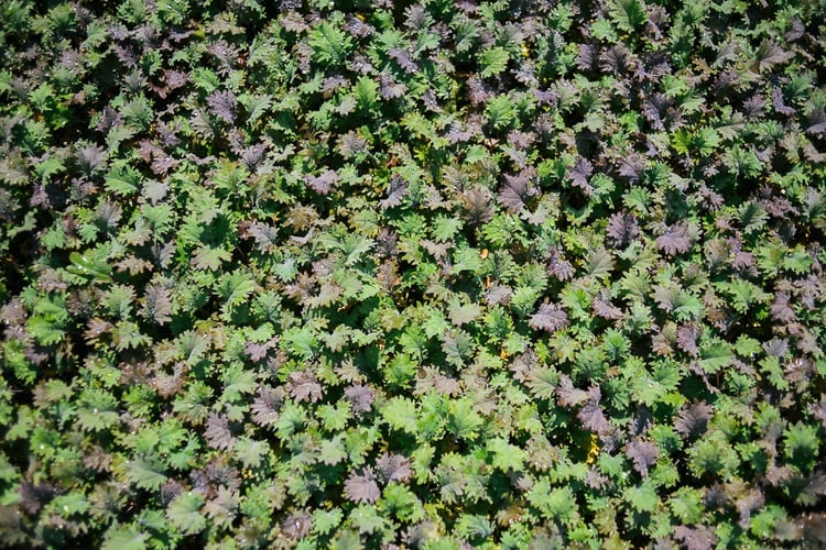 Boston Organics - Greens growing at Atlas Farm. 