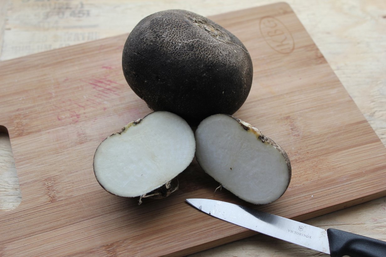 Boston Organics - Black Radish