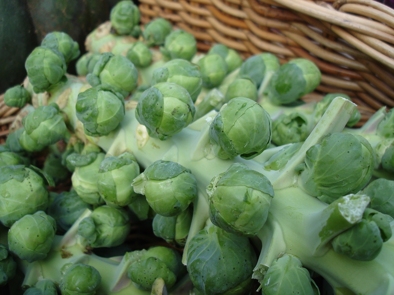 brussel sprout stalk brussel sprout stalk
