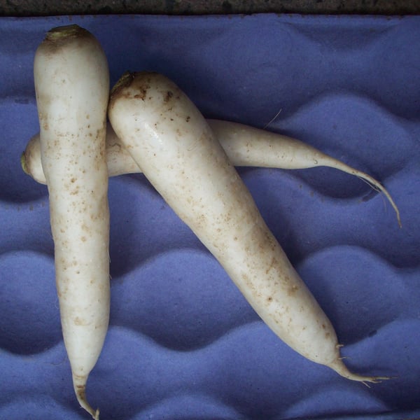 daikon_radish_multiple_3050px