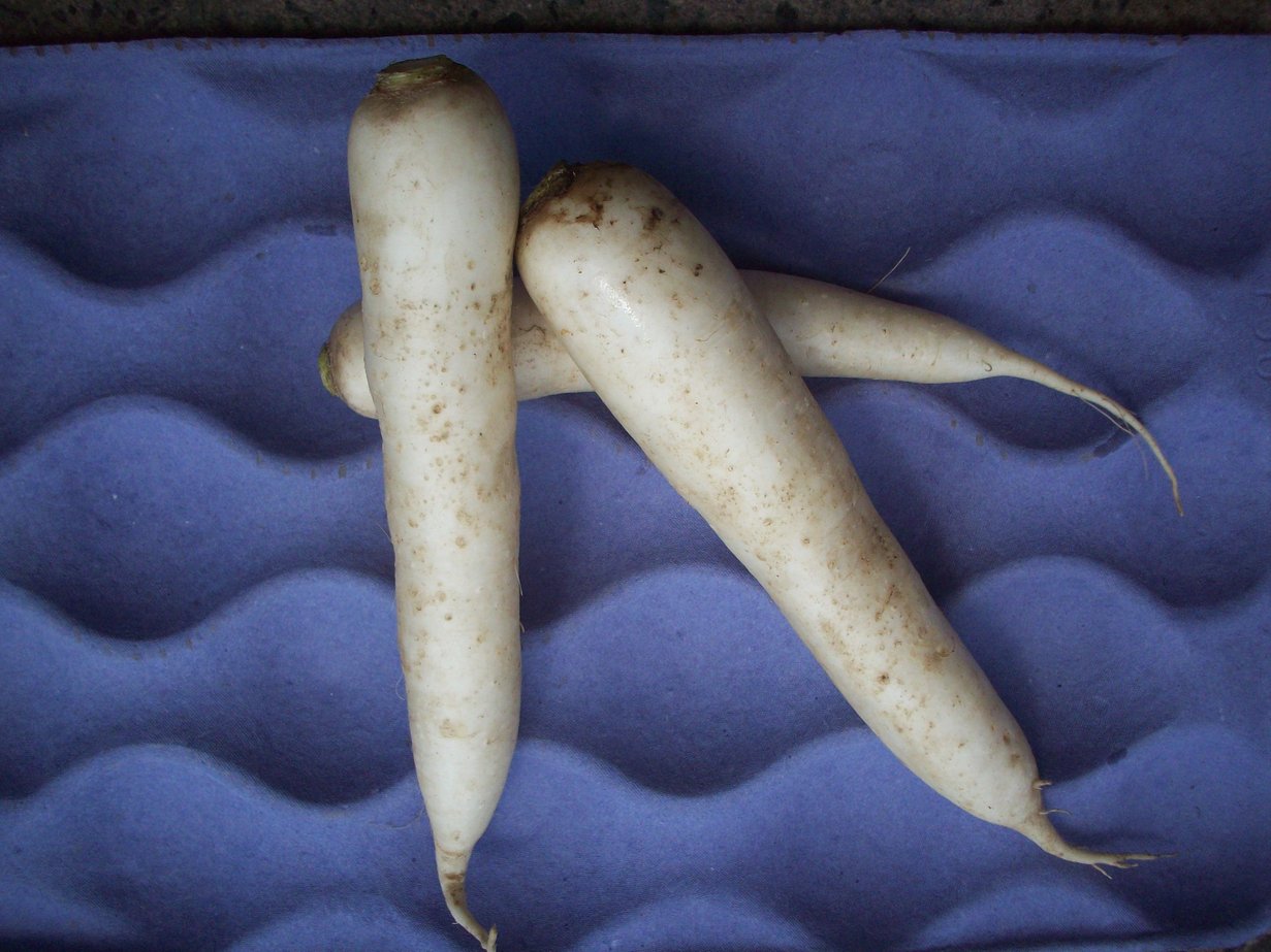 Boston Organics - Daikon Radish