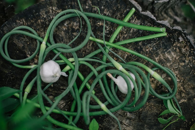 Garlic Scapes and Garlic | Boston Organics