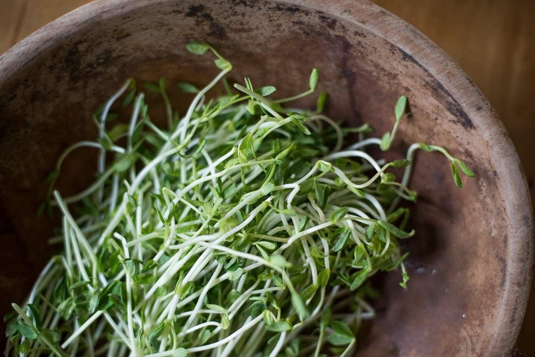 Boston Organics - Pea Shoots