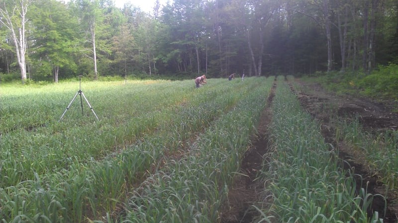 Harvesting Garlic Scapes | Burke Hill Farm