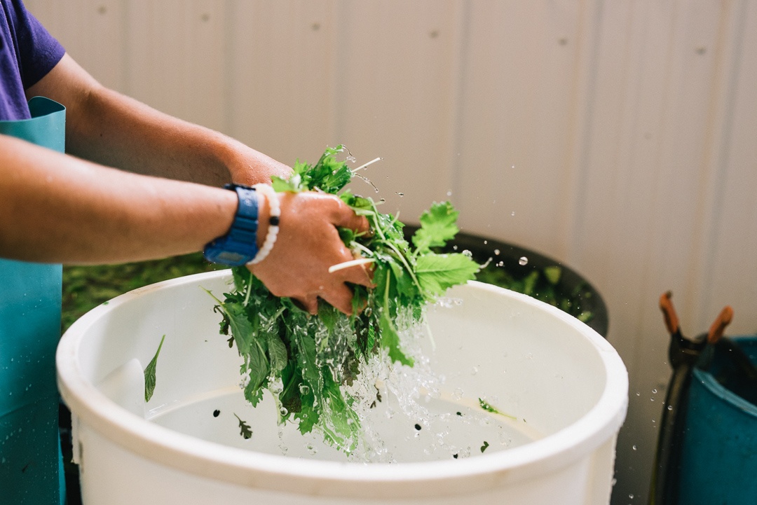 Boston Organics - Cleaning Salad Mix at Queen's Greens