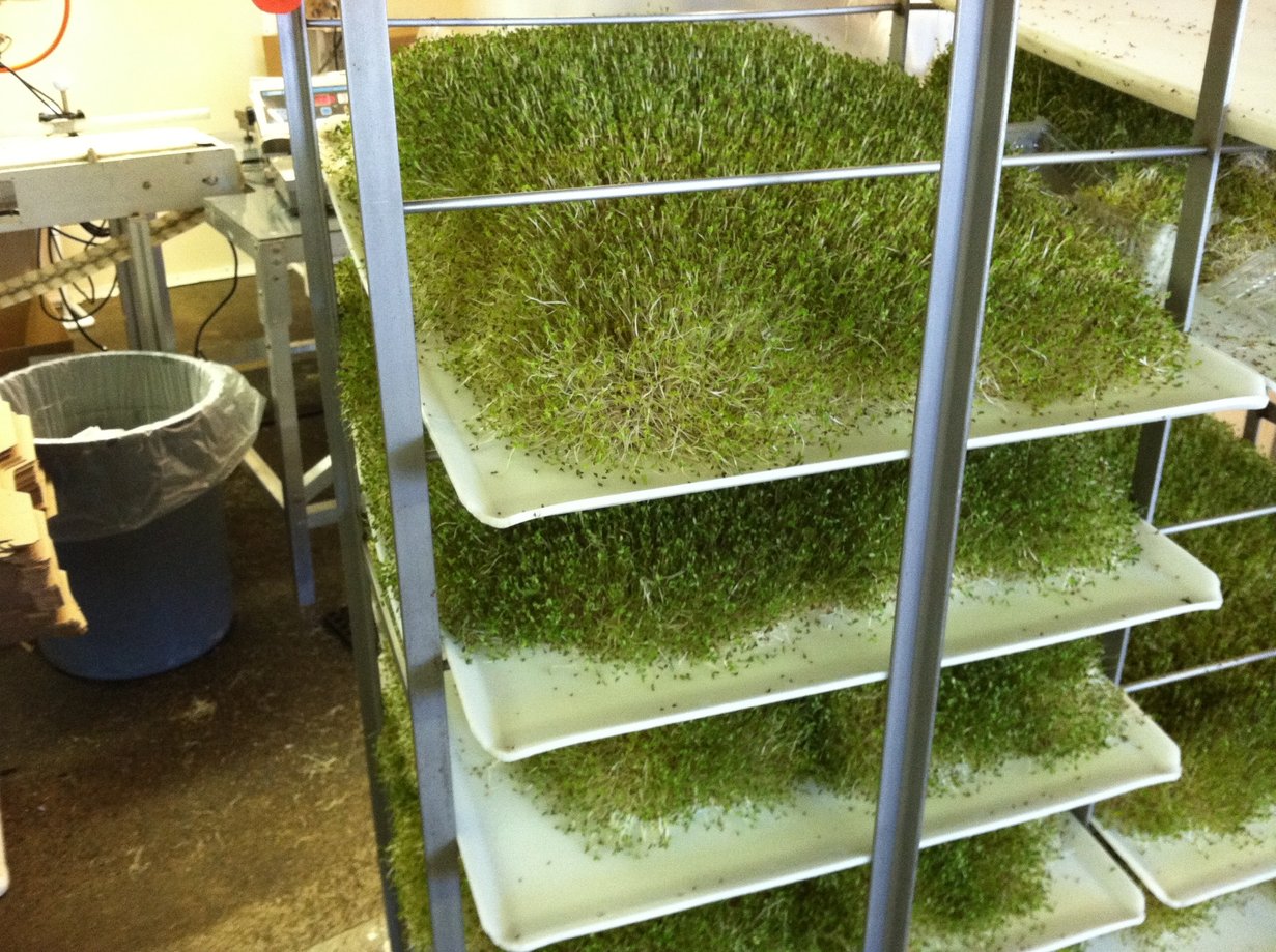 Boston Organics - Jonathan's Organics sprouting rack