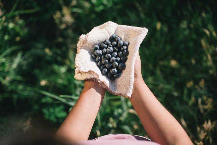 blueberries_in_hand4_1080px
