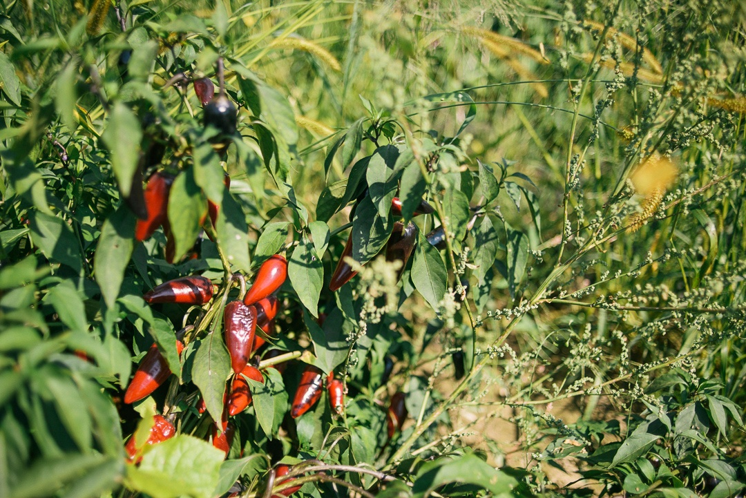 Hot Peppers Growing at the Kitchen Garden Farm