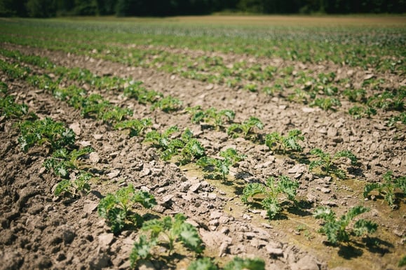 Atlas Farm Organic Kale Field | Boston Organics