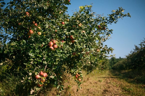 Organic Apple Tree New England | Boston Organics