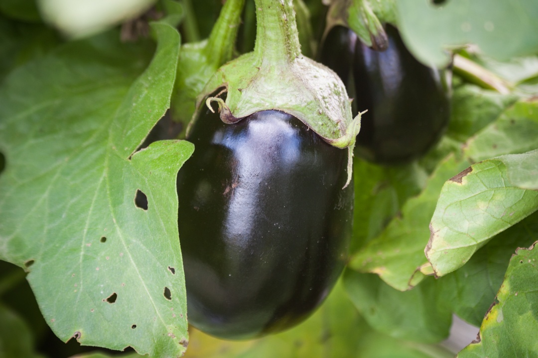 Boston Organics - Eggplant