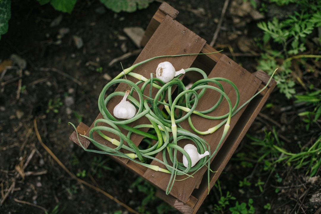 garlic_scape_environmental3_1080px-1