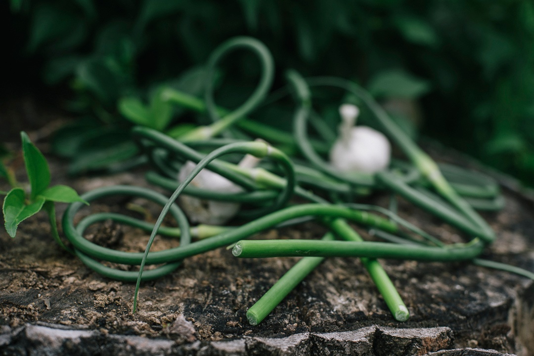 Boston Organics - Garlic Scapes