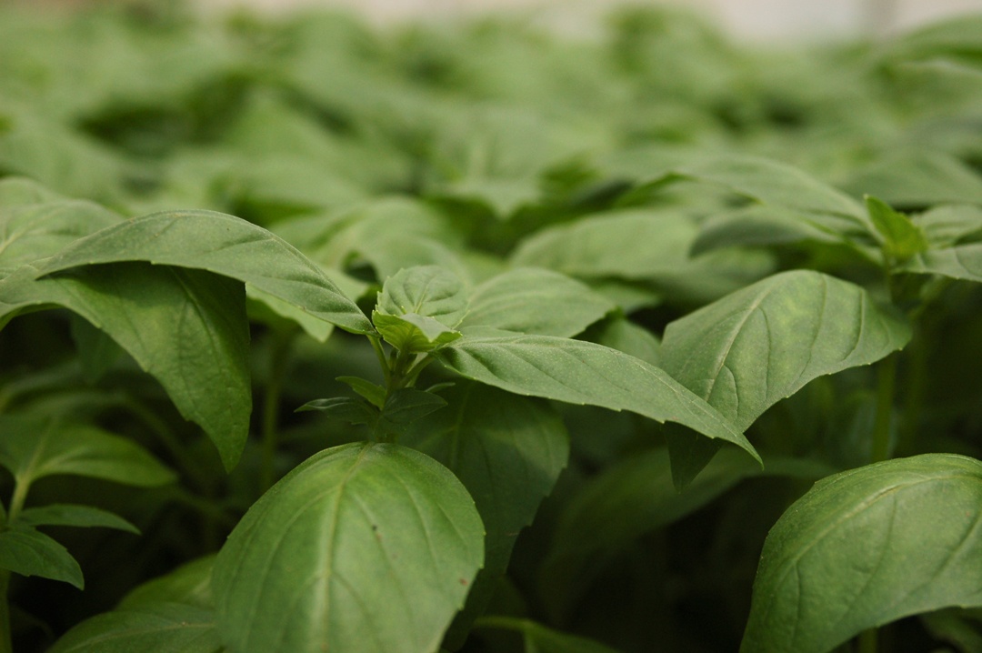 Boston Organics - Basil