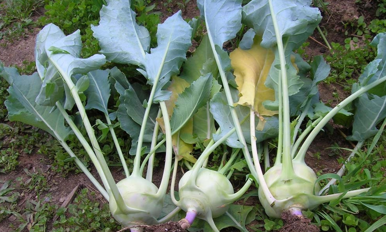 Kohlrabi | Boston Organics