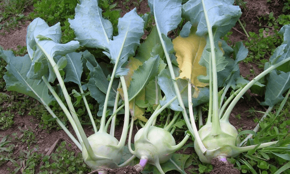 kohlrabi_multiple_1460px.png