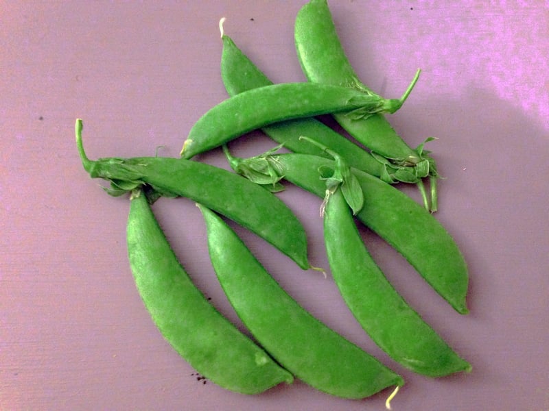 Snap Peas | Boston Organics