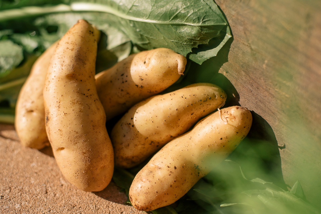 Boston Organics - Fingerling Potatoes