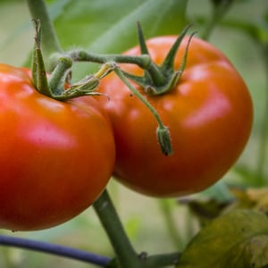 tomato_growing_01_1080px-1