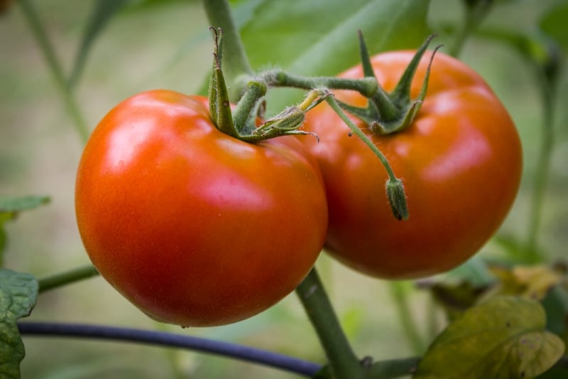 Tomatoes on the Vine | Boston Organics