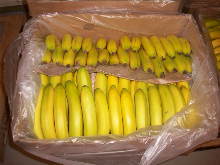 If we each throw out 20lbs of food per month, that's like tossing half a case of bananas!
