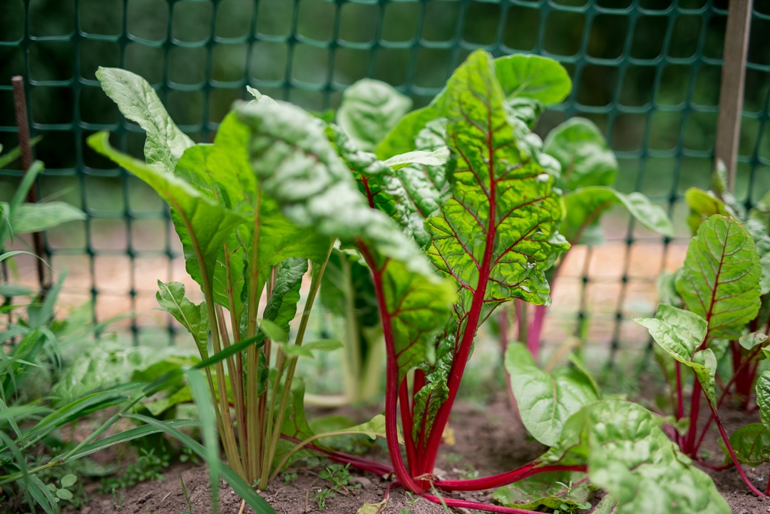 Happy chard in the garden. 