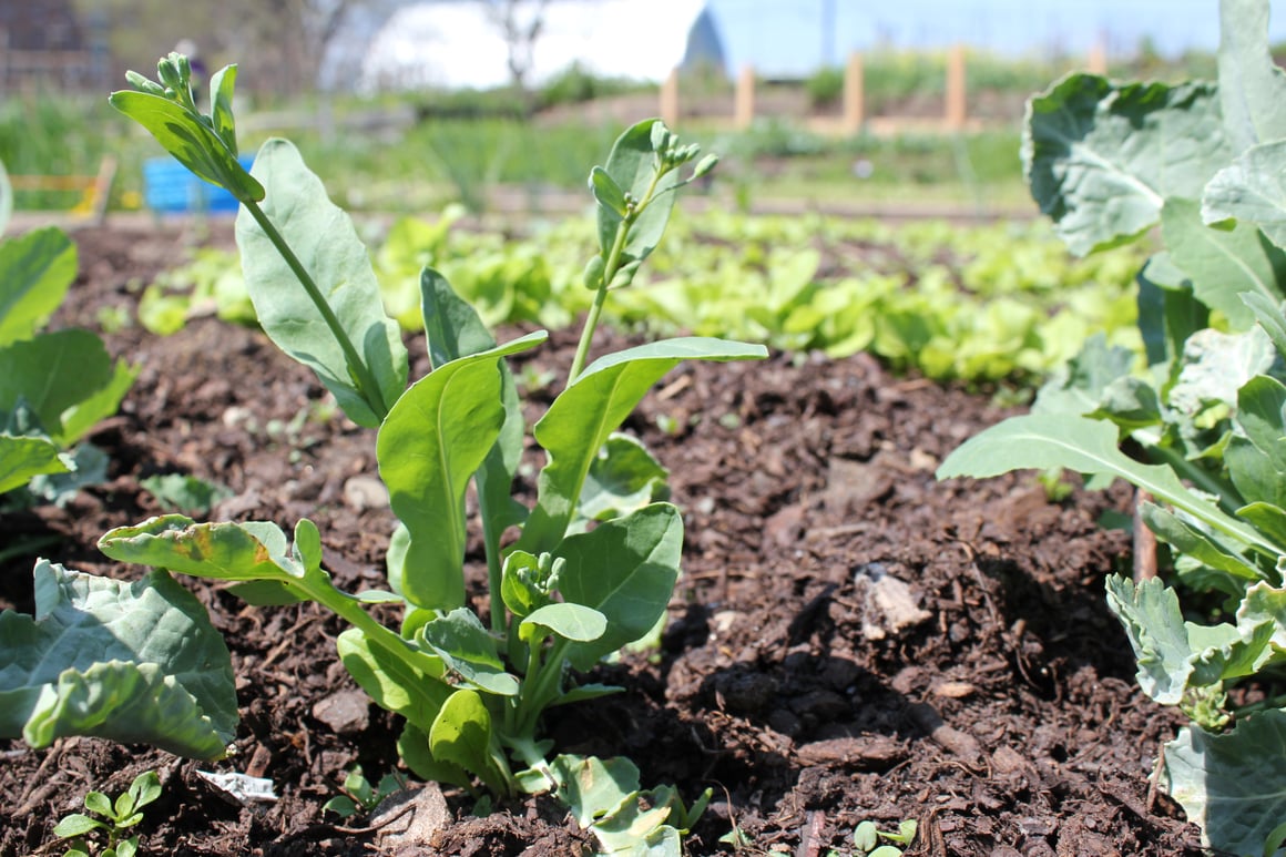 Boston Organics - Community Garden