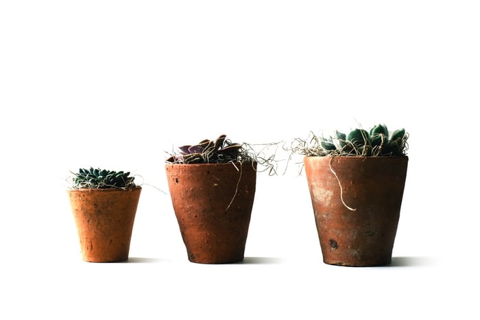 Try experimenting with low-fuss potted plants.