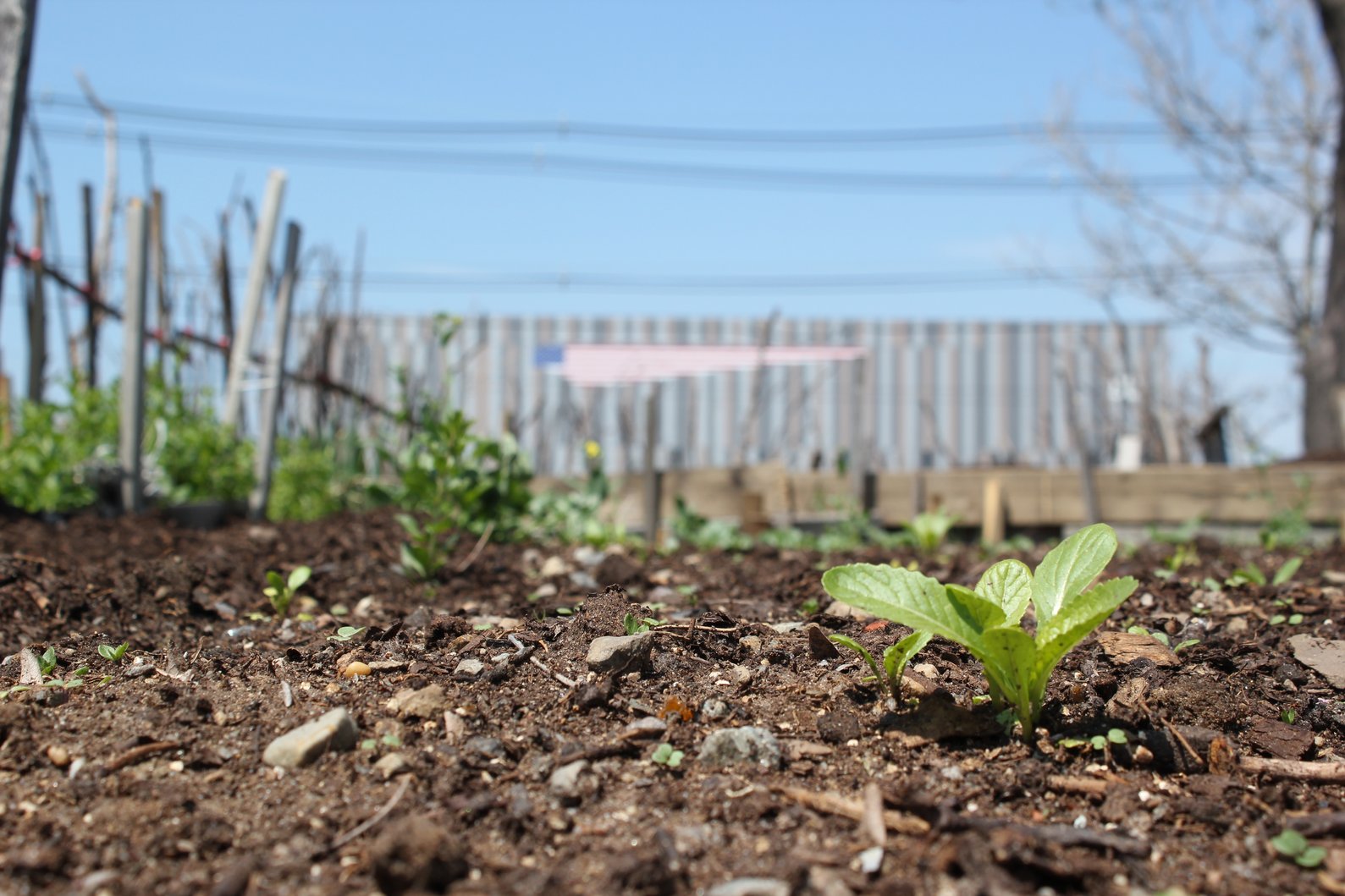 Some Boston Organics staff enjoy walking around the community garden across the street. 