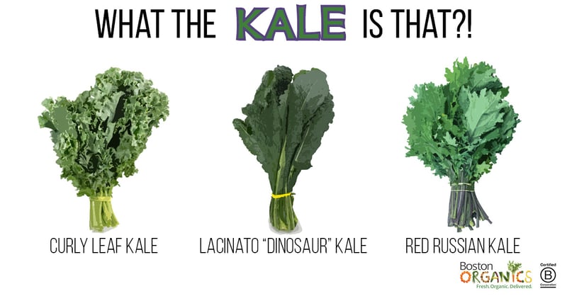Kale Varieites Infographic | Boston Organics