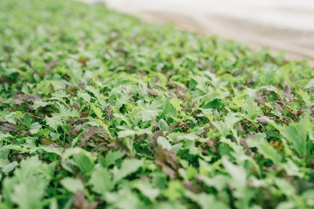 Boston Organics - Baby Greens Growing at Queen's Greens