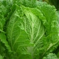 cabbage-1