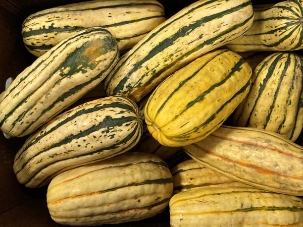 delicata_squash