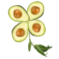 four-leaf-clover-avocado-sage-st-patricks-pattys-day