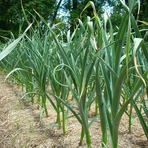 garlic_scapes_growing_atlas_400px