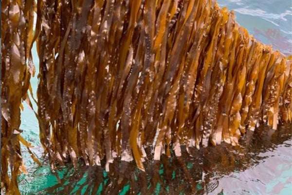 kelp_oceans_balance_environmental_600px
