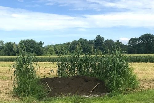 kitchen_garden_farm_082319_compost_pile-500px