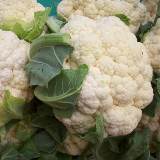 cauliflower_multiple_1000px